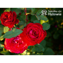 Störtebeker® - Róże Wielkokwiatowe - 