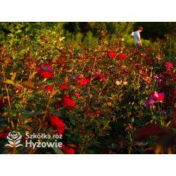 Störtebeker® - Róże Wielkokwiatowe - 
