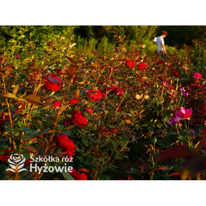 Störtebeker® - Róże Wielkokwiatowe - 