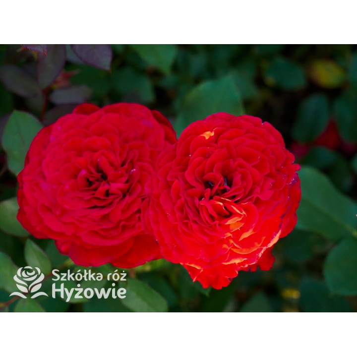 Störtebeker® - Róże Wielkokwiatowe - 