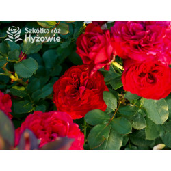 Störtebeker® - Róże Wielkokwiatowe - 