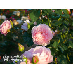 Strawberry Hill™ (Ausrimini) - David Austin® Róże Angielskie - 