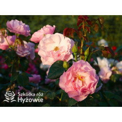 Strawberry Hill™ (Ausrimini) - David Austin® Róże Angielskie - 