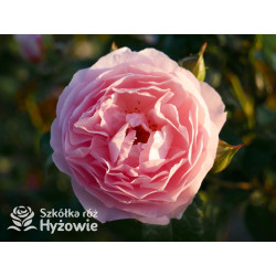 Strawberry Hill™ (Ausrimini) - David Austin® Róże Angielskie - 