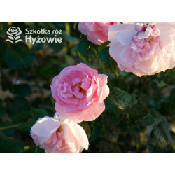 Strawberry Hill™ (Ausrimini) - David Austin® Róże Angielskie - 