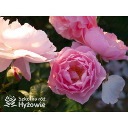 Strawberry Hill™ (Ausrimini) - David Austin® Róże Angielskie - 