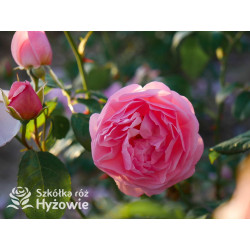 Strawberry Hill™ (Ausrimini) - David Austin® Róże Angielskie - 