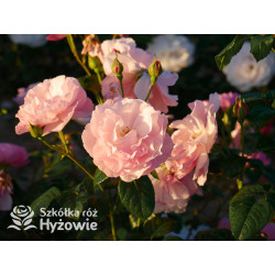 Strawberry Hill™ (Ausrimini) - David Austin® Róże Angielskie - 