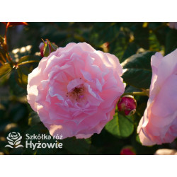 Strawberry Hill™ (Ausrimini) - David Austin® Róże Angielskie - 