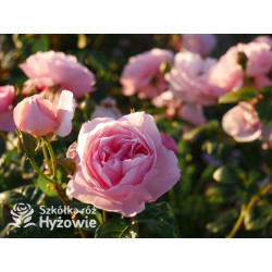 Strawberry Hill™ (Ausrimini) - David Austin® Róże Angielskie - 