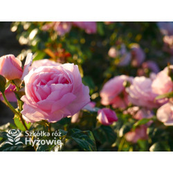 Strawberry Hill™ (Ausrimini) - David Austin® Róże Angielskie - 