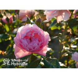 Strawberry Hill™ (Ausrimini) - David Austin® Róże Angielskie - 