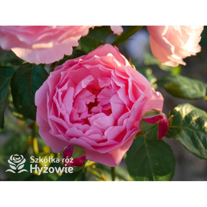 Strawberry Hill™ (Ausrimini) - David Austin® Róże Angielskie - 