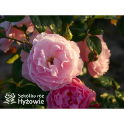 Strawberry Hill™ (Ausrimini) - David Austin® Róże Angielskie - 