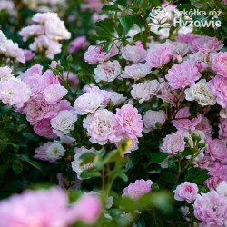 'The Fairy' - Róże Okrywowe -