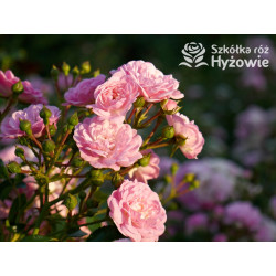 'The Fairy' - Róże Okrywowe -  'The Fairy' - Róże Okrywowe -