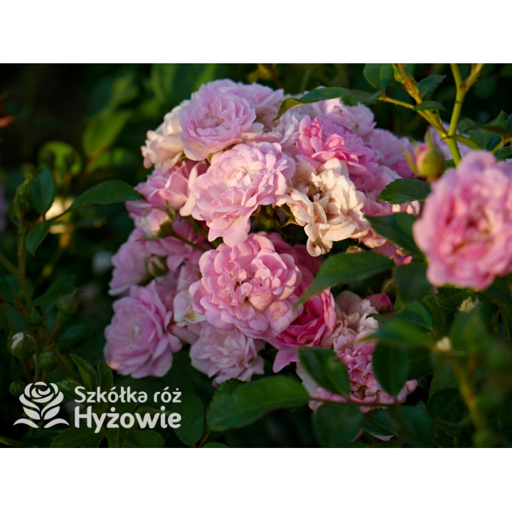 'The Fairy' - Róże Okrywowe -  'The Fairy' - Róże Okrywowe -