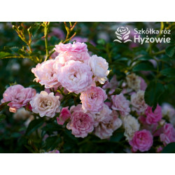 'The Fairy' - Róże Okrywowe -  'The Fairy' - Róże Okrywowe -