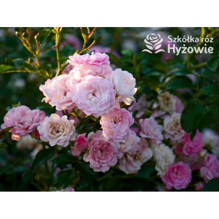 'The Fairy' - Róże Okrywowe -  'The Fairy' - Róże Okrywowe -