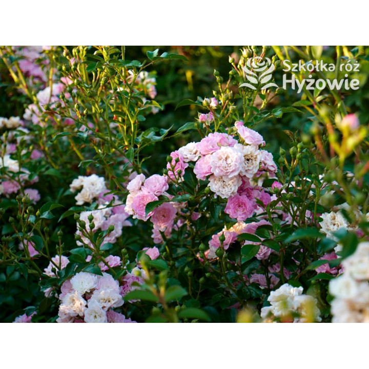 'The Fairy' - Róże Okrywowe -  'The Fairy' - Róże Okrywowe -