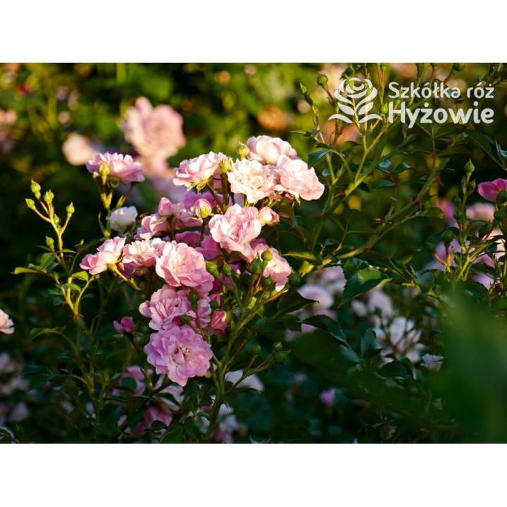 'The Fairy' - Róże Okrywowe -  'The Fairy' - Róże Okrywowe -