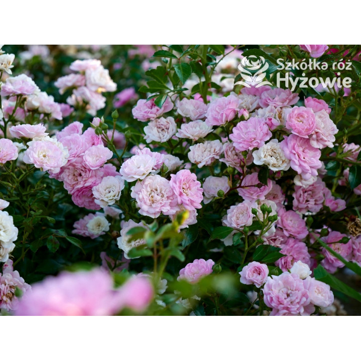 'The Fairy' - Róże Okrywowe -  'The Fairy' - Róże Okrywowe -