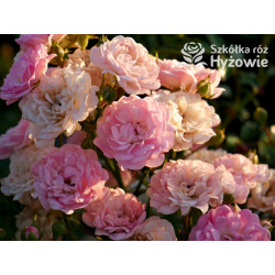 'The Fairy' - Róże Okrywowe -  'The Fairy' - Róże Okrywowe -