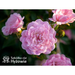 'The Fairy' - Róże Okrywowe -  'The Fairy' - Róże Okrywowe -