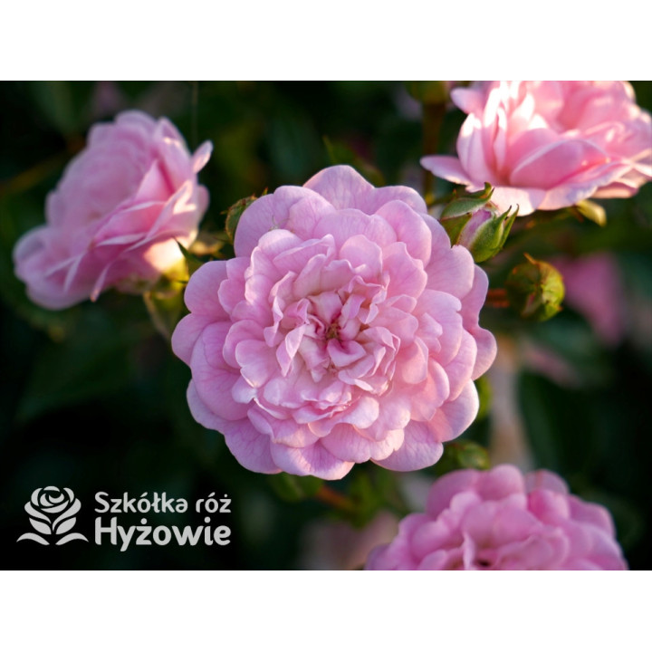 'The Fairy' - Róże Okrywowe -  'The Fairy' - Róże Okrywowe -