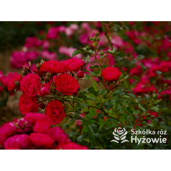 Gärtnerfreude® / Toscana® - Róże Okrywowe -  Gärtnerfreude® / Toscana® - Róże Okrywowe -