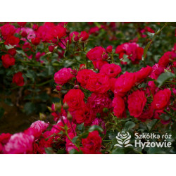 Gärtnerfreude® / Toscana® - Róże Okrywowe -  Gärtnerfreude® / Toscana® - Róże Okrywowe -