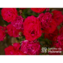 Gärtnerfreude® / Toscana® - Róże Okrywowe -  Gärtnerfreude® / Toscana® - Róże Okrywowe -