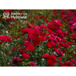 Gärtnerfreude® / Toscana® - Róże Okrywowe -  Gärtnerfreude® / Toscana® - Róże Okrywowe -