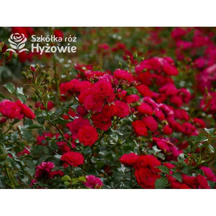 Gärtnerfreude® / Toscana® - Róże Okrywowe -  Gärtnerfreude® / Toscana® - Róże Okrywowe -