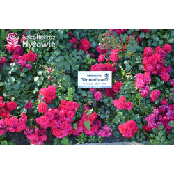 Gärtnerfreude® / Toscana® - Róże Okrywowe -  Gärtnerfreude® / Toscana® - Róże Okrywowe -