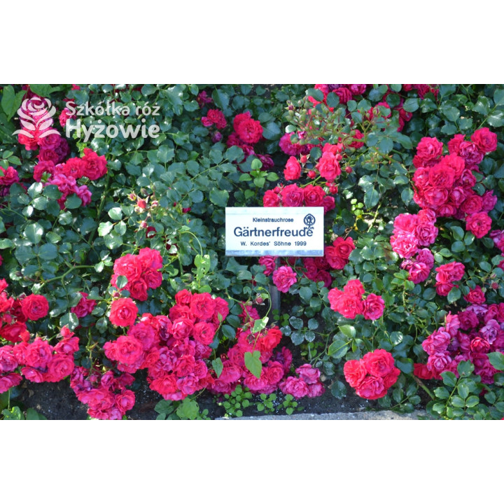 Gärtnerfreude® / Toscana® - Róże Okrywowe -  Gärtnerfreude® / Toscana® - Róże Okrywowe -