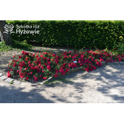Gärtnerfreude® / Toscana® - Róże Okrywowe -  Gärtnerfreude® / Toscana® - Róże Okrywowe -