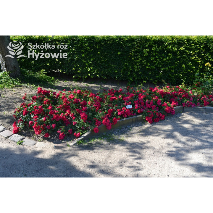 Gärtnerfreude® / Toscana® - Róże Okrywowe -  Gärtnerfreude® / Toscana® - Róże Okrywowe -