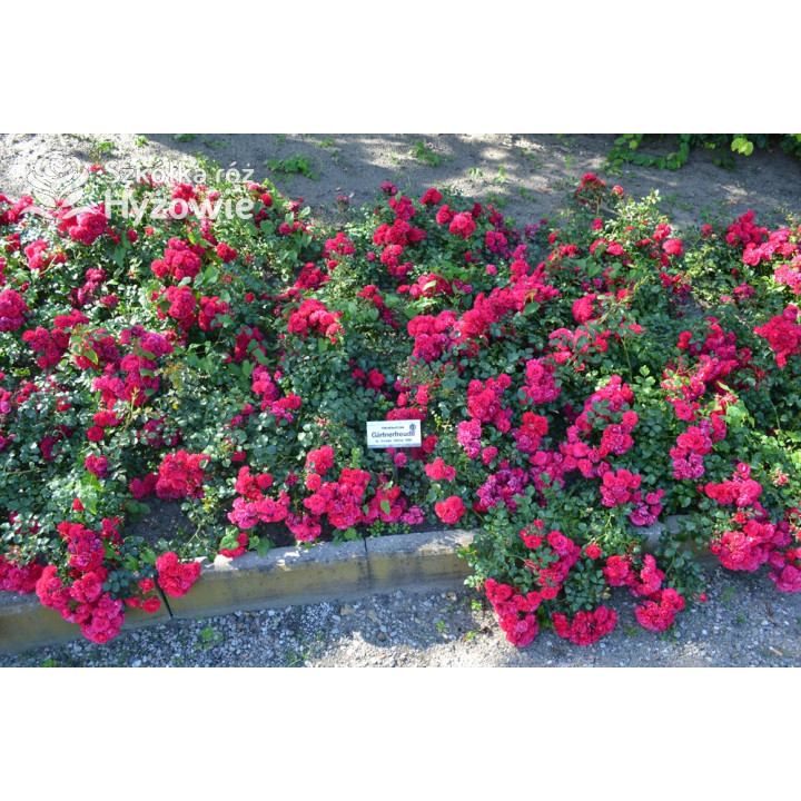 Gärtnerfreude® / Toscana® - Róże Okrywowe -  Gärtnerfreude® / Toscana® - Róże Okrywowe -