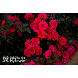 Gärtnerfreude® / Toscana® - Róże Okrywowe -  Gärtnerfreude® / Toscana® - Róże Okrywowe -