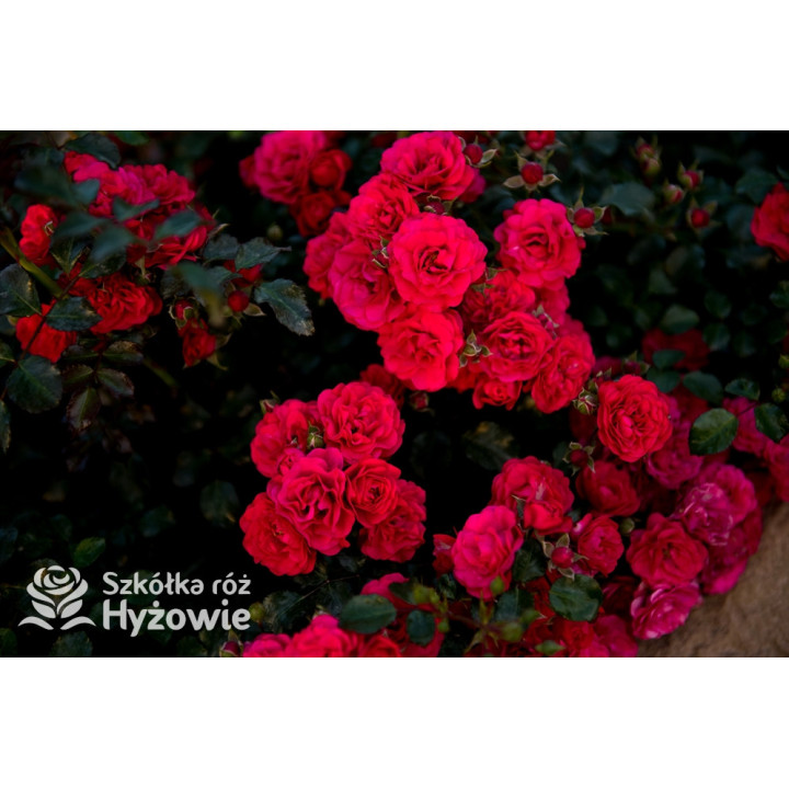 Gärtnerfreude® / Toscana® - Róże Okrywowe -  Gärtnerfreude® / Toscana® - Róże Okrywowe -