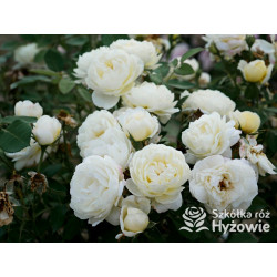 Vanessa Bell™ (Auseasel) - David Austin® Róże Angielskie -  Vanessa Bell™ (Auseasel) - David Austin® Róże Angielskie -