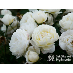 Vanessa Bell™ (Auseasel) - David Austin® Róże Angielskie -  Vanessa Bell™ (Auseasel) - David Austin® Róże Angielskie -