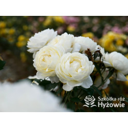 Vanessa Bell™ (Auseasel) - David Austin® Róże Angielskie -  Vanessa Bell™ (Auseasel) - David Austin® Róże Angielskie -