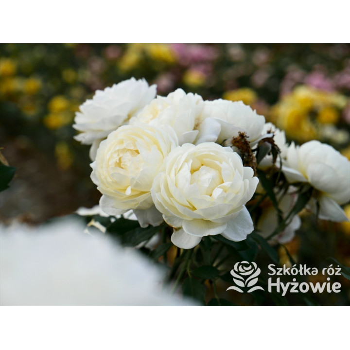 Vanessa Bell™ (Auseasel) - David Austin® Róże Angielskie -  Vanessa Bell™ (Auseasel) - David Austin® Róże Angielskie -