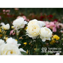 Vanessa Bell™ (Auseasel) - David Austin® Róże Angielskie -  Vanessa Bell™ (Auseasel) - David Austin® Róże Angielskie -