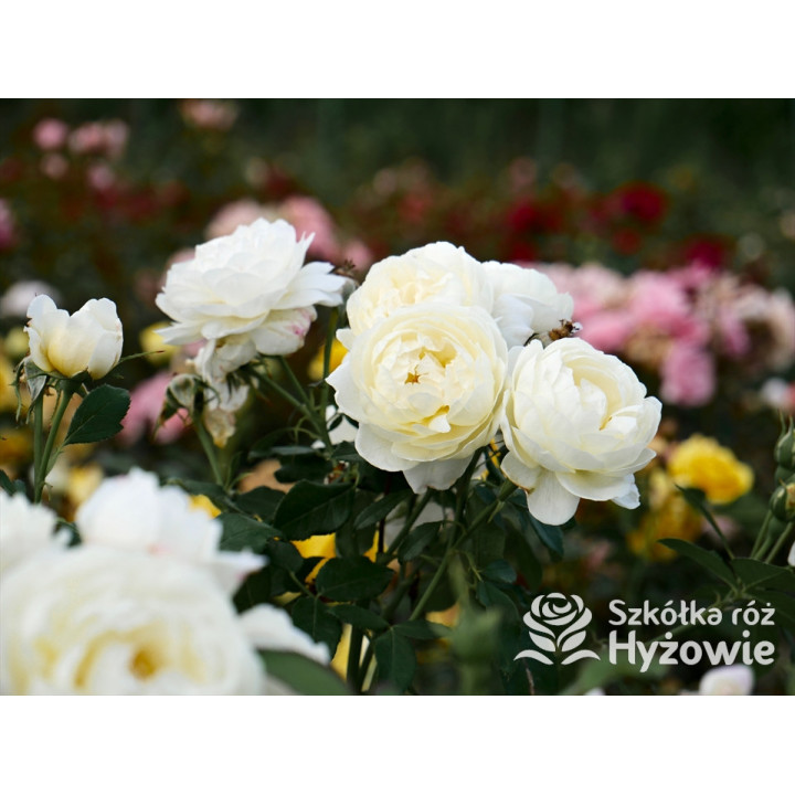 Vanessa Bell™ (Auseasel) - David Austin® Róże Angielskie -  Vanessa Bell™ (Auseasel) - David Austin® Róże Angielskie -