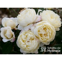 Vanessa Bell™ (Auseasel) - David Austin® Róże Angielskie -  Vanessa Bell™ (Auseasel) - David Austin® Róże Angielskie -