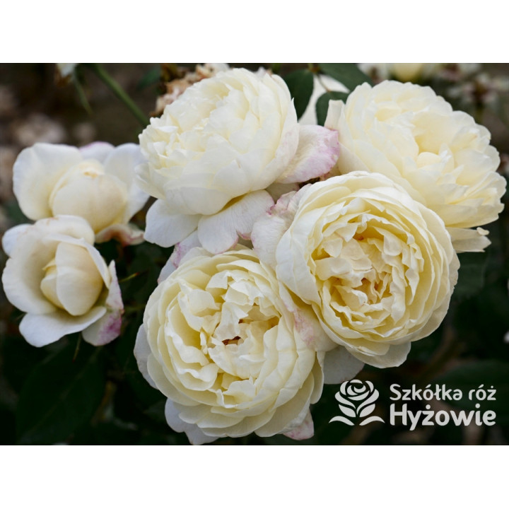 Vanessa Bell™ (Auseasel) - David Austin® Róże Angielskie -  Vanessa Bell™ (Auseasel) - David Austin® Róże Angielskie -