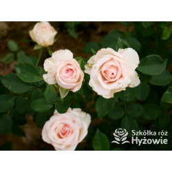 Why Not?™ - Róże Wielkokwiatowe - 